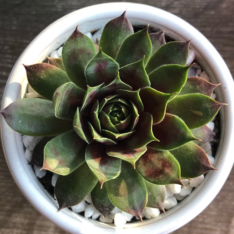 Plant image Sempervivum Marland Beauty