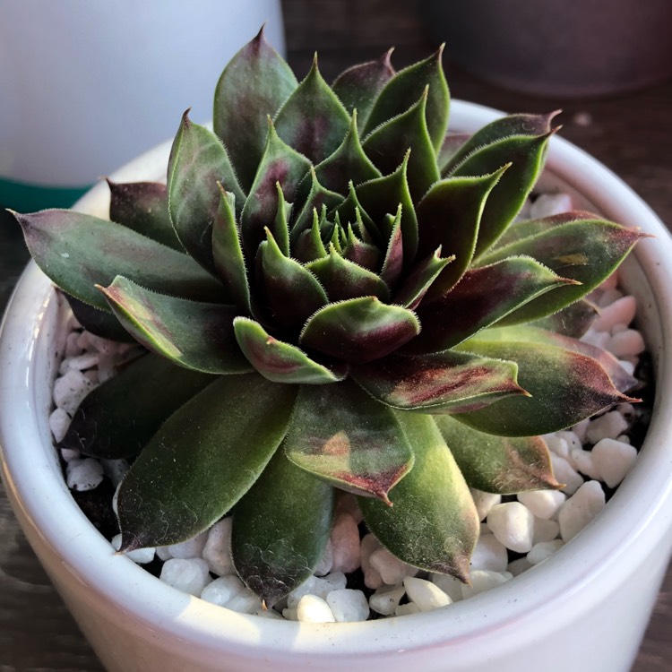 Plant image Sempervivum Marland Beauty