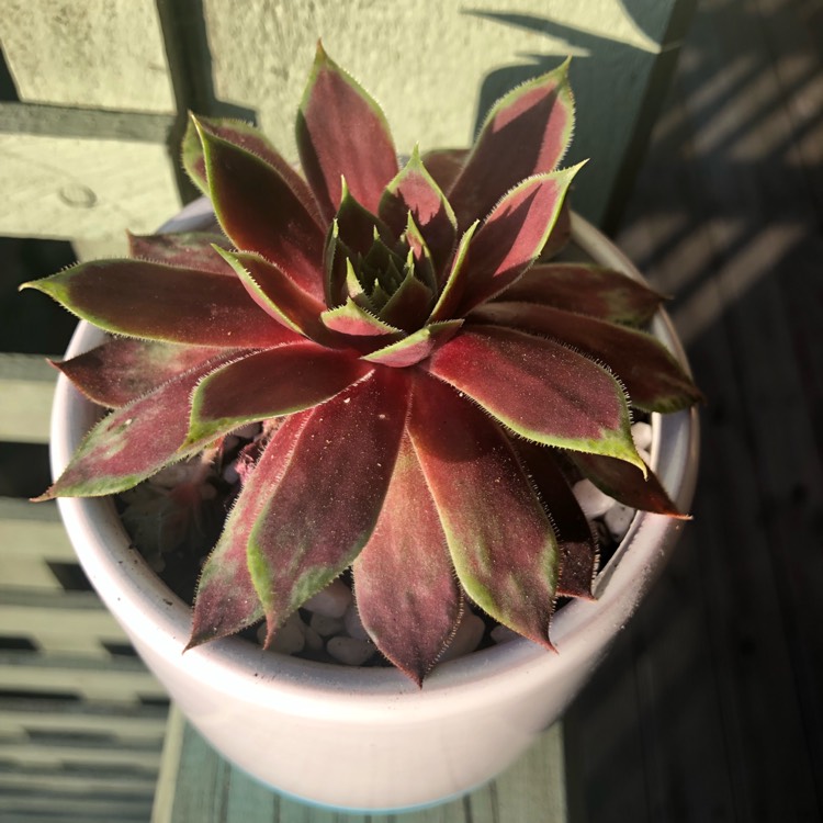 plant image 884648