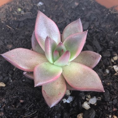Echeveria Agavoides Romeo