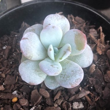 Echeveria laui