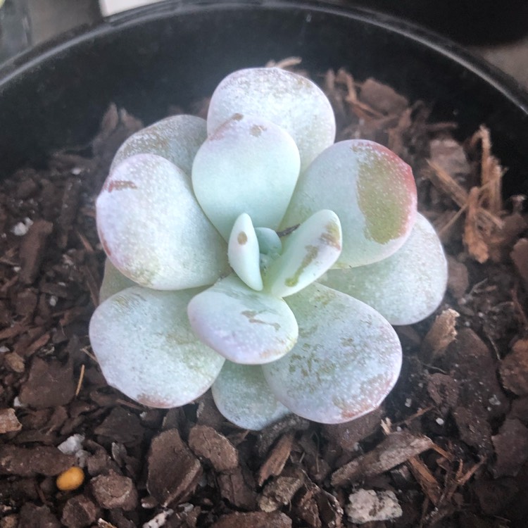 plant image 948882