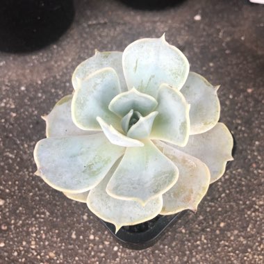 Echeveria Lilacina