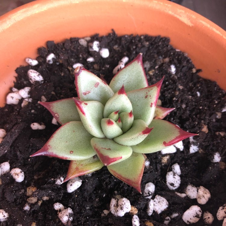 Plant image Echeveria Agavoides Ebony