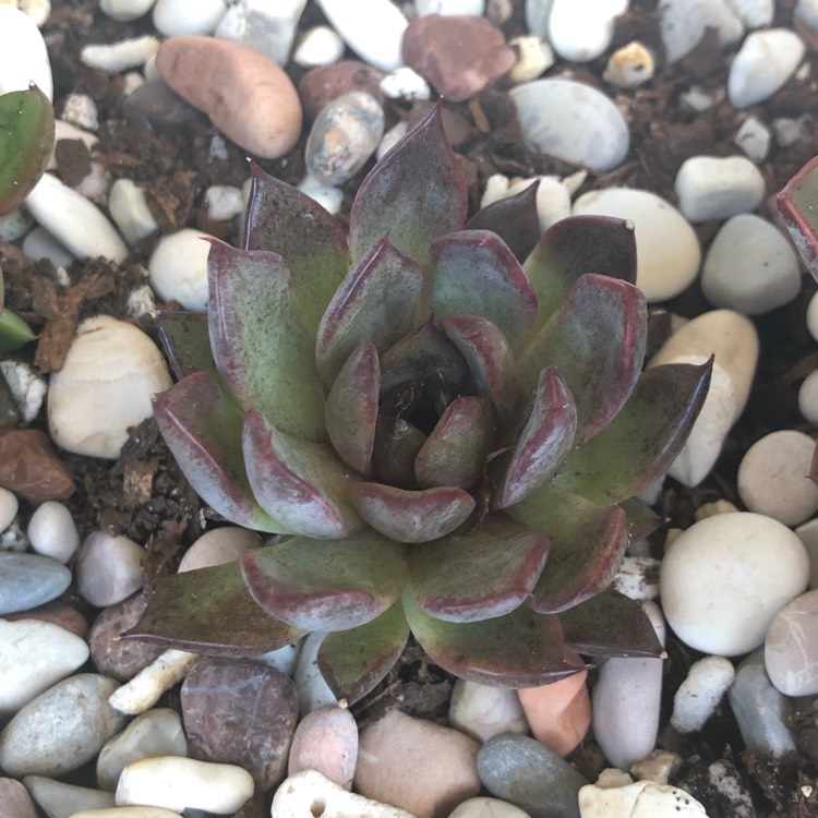 plant image 951563