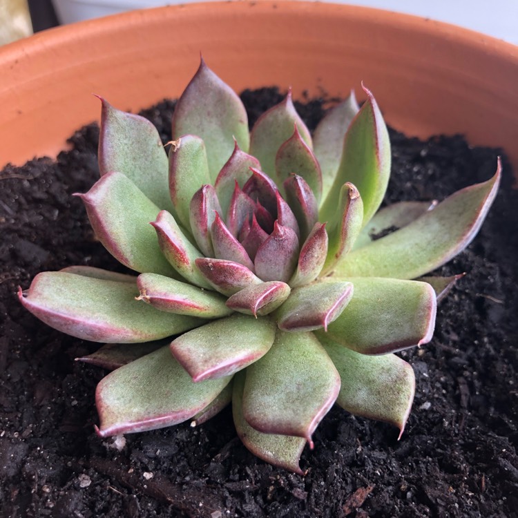 plant image 951564