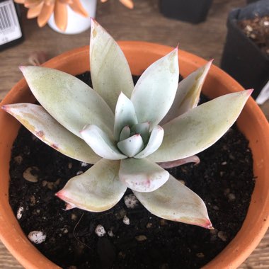 Echeveria Colorata