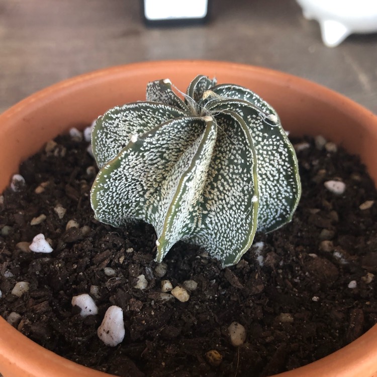 Plant image Astrophytum capricorne
