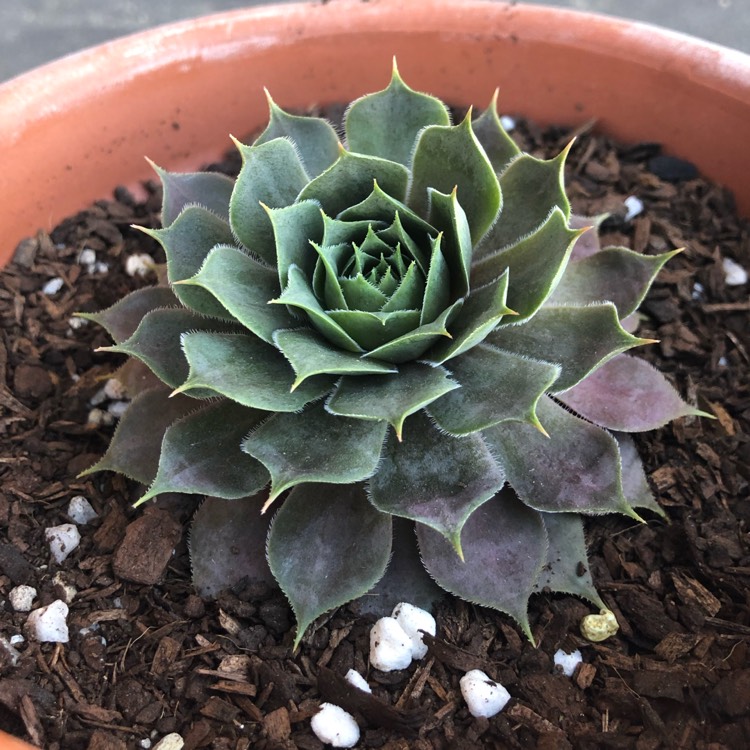 plant image 961178