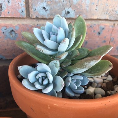 x Pachyveria Powder Puff