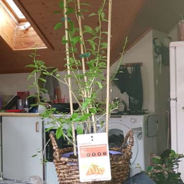 Goji Berry