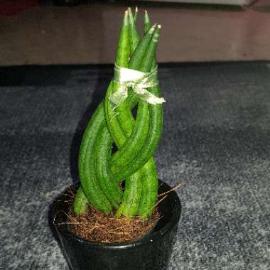 Kim's garden