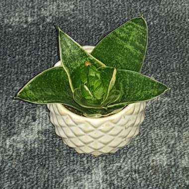 Kim's garden