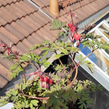 Bleeding Heart 'Valentine'