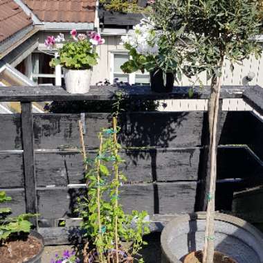 Kim's garden
