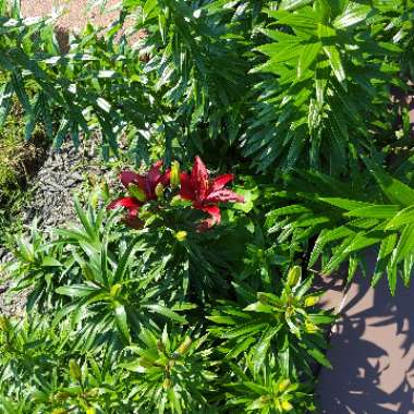 Kim's garden