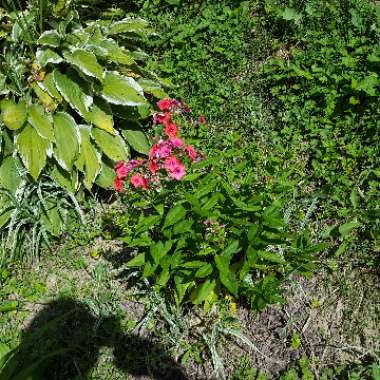 Kim's garden
