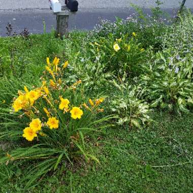 Daylily (Species) Citron Daylily