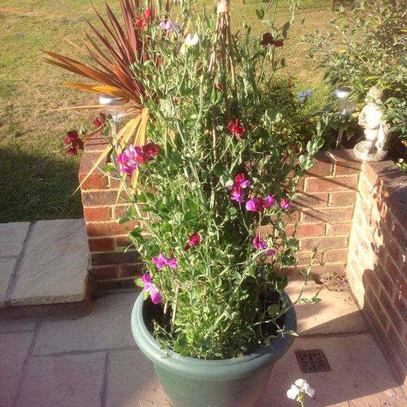 plant image 5347
