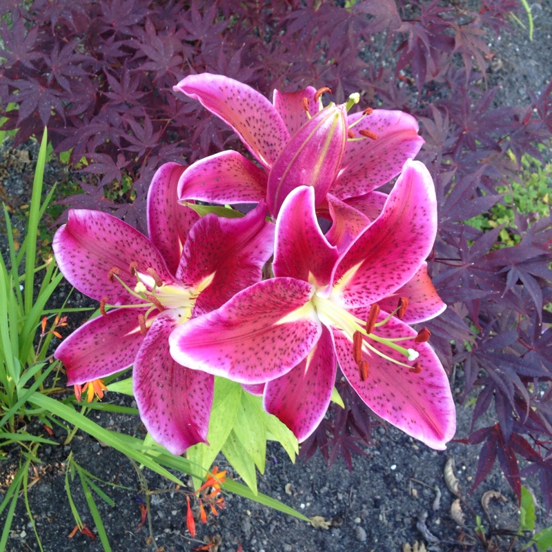 plant image 5436