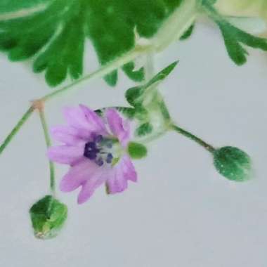 Kimara's garden