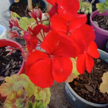 Kimara's garden