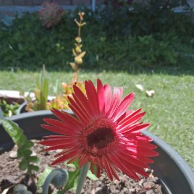 Kimara's garden