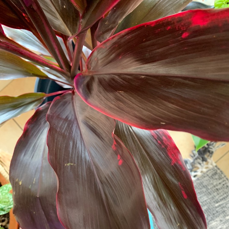 Plant image Cordyline Rubra