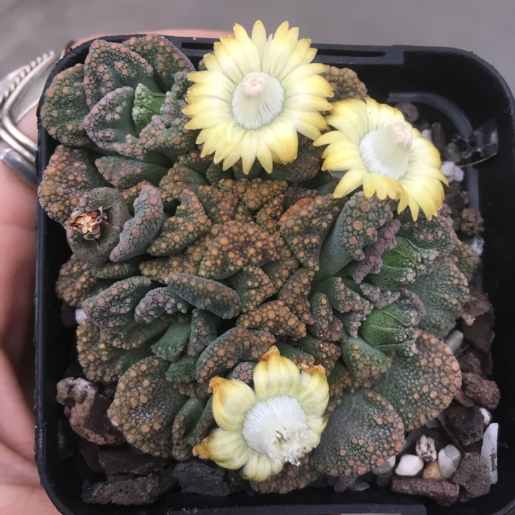 Plant image Titanopsis Calcarea (Living Jewel)