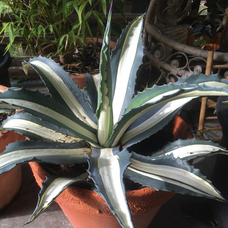 Plant image Agave americana 'Mediopicta Alba'