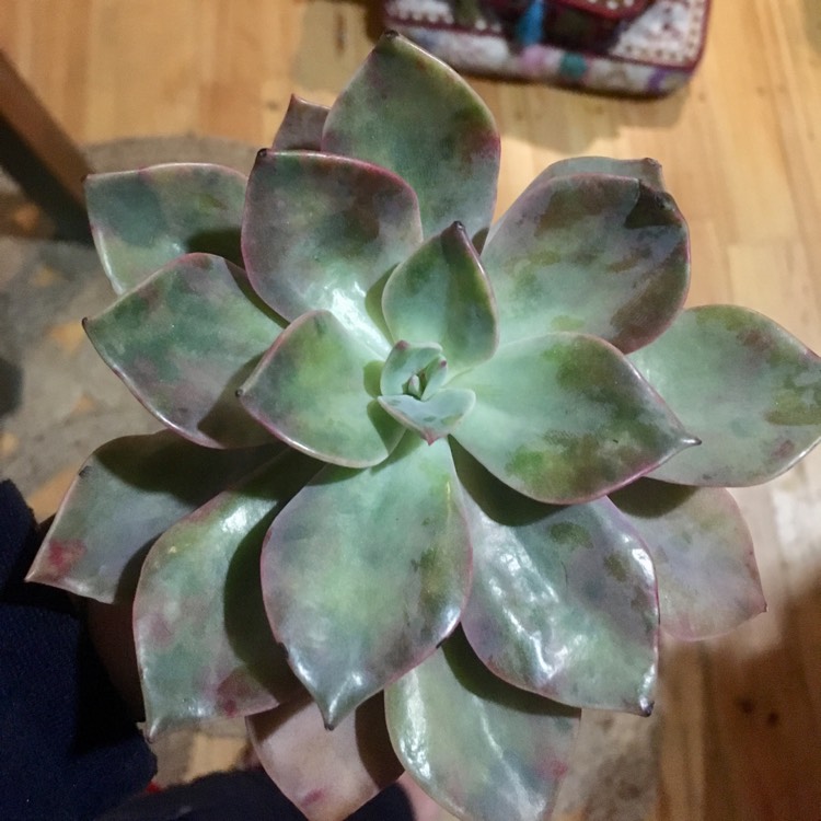 Plant image Graptopetalum Purple Haze