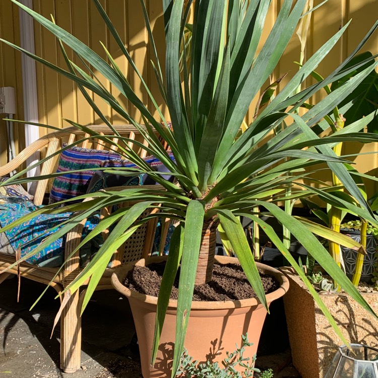 Plant image Dracaena Draco