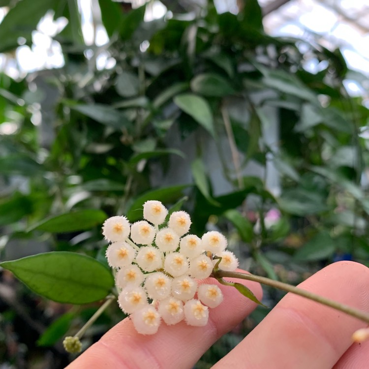 Plant image Hoya lacunosa var. lacunosa