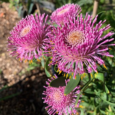 Isopogon Cuneatus