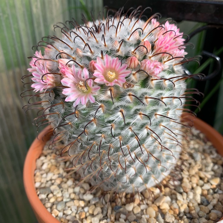 Plant image Mammillaria Perezdelarosae