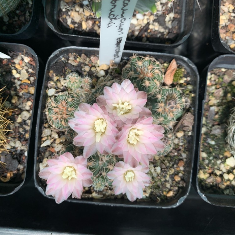 plant image 1190369