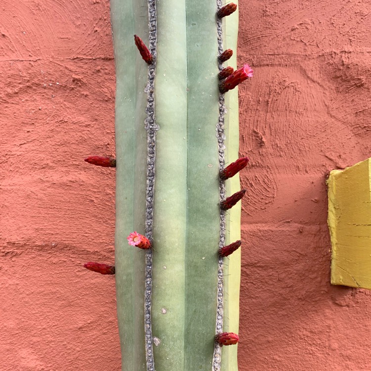 Plant image Pachycereus marginatus