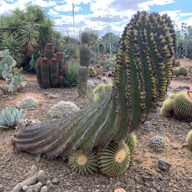 Ferocactus herrerae