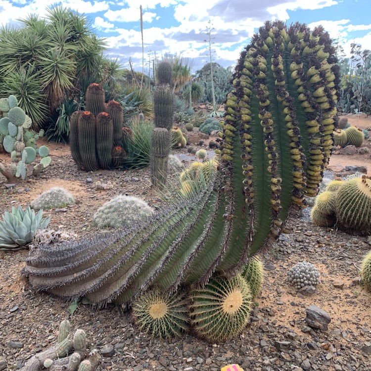 plant image 1191240