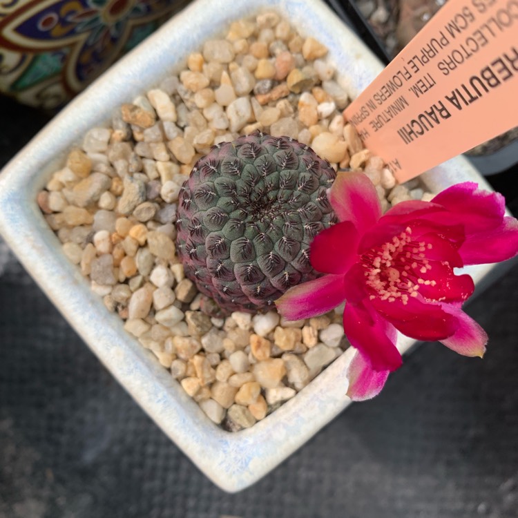 plant image 1194289
