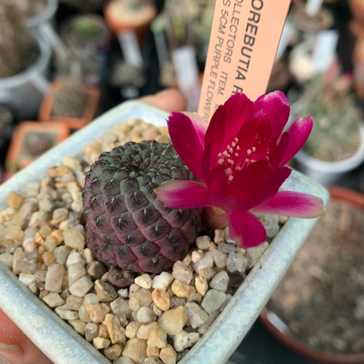 plant image 1194291