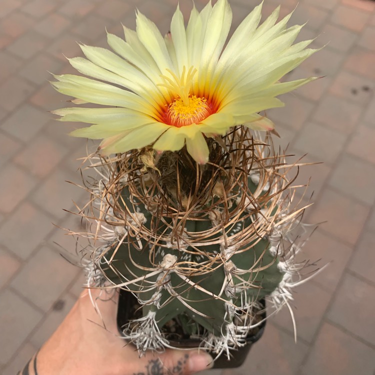 Plant image Astrophytum capricorne