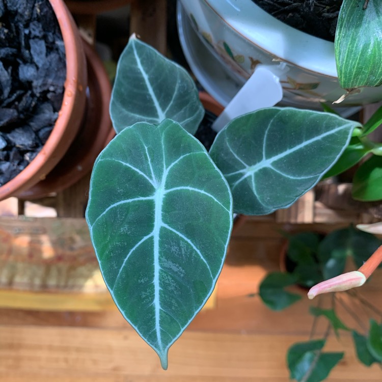 Plant image Alocasia ‘Black Velvet'