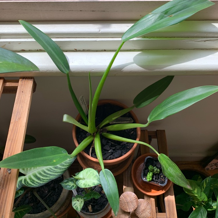 plant image 1232339