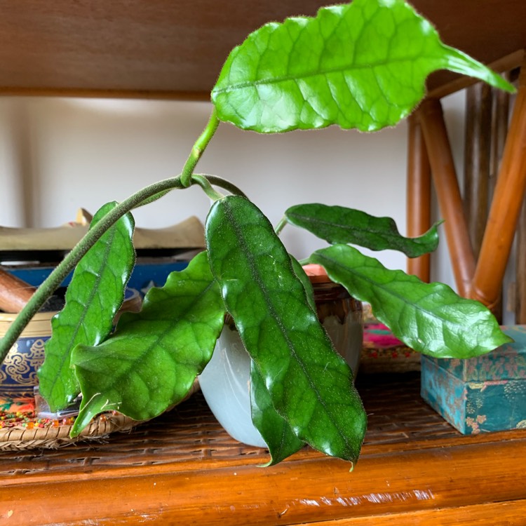 Plant image Hoya Villosa