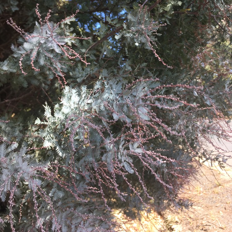 Plant image Acacia baileyana