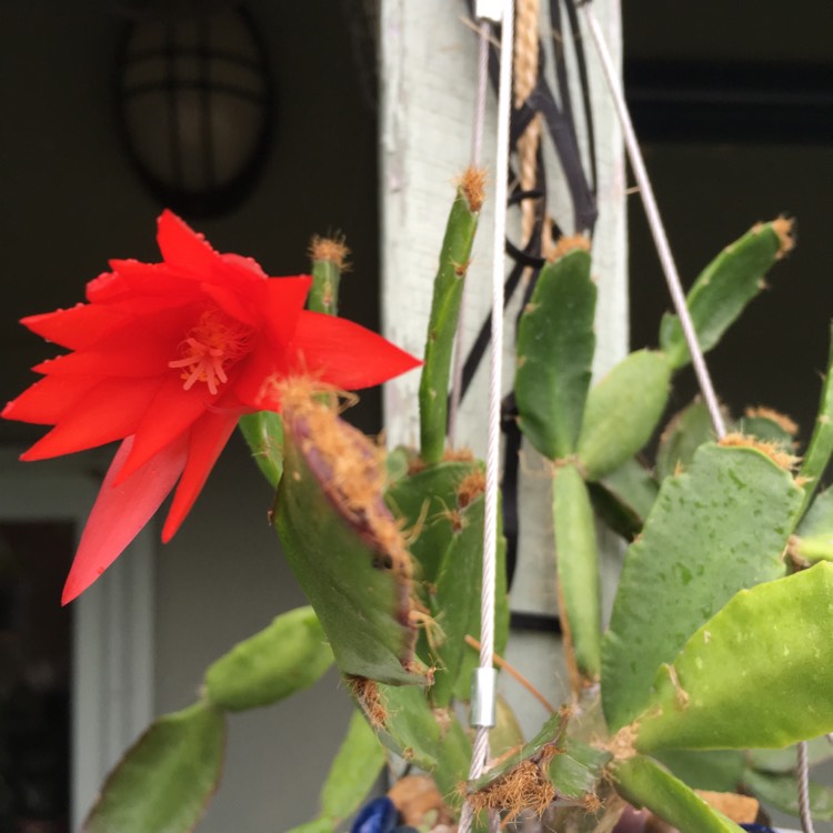 Plant image Rhipsalidopsis rosea