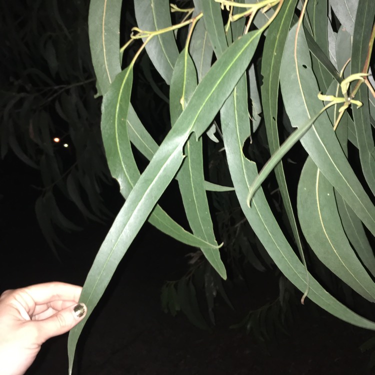 plant image 666484