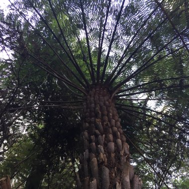Dicksonia antarctica