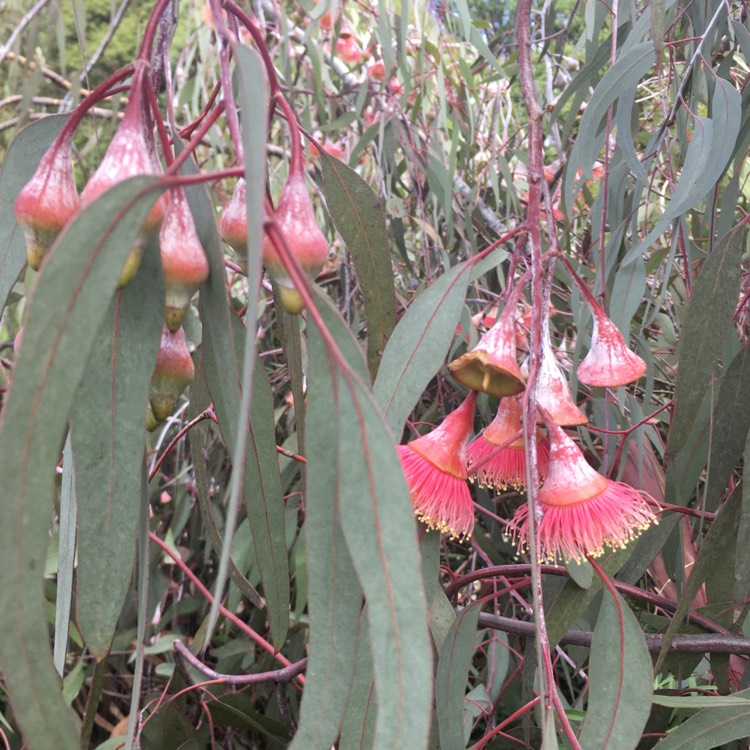 Plant image Eucalyptus caesia 'Silver Princess'